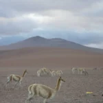 fws-slide-9-1775516194