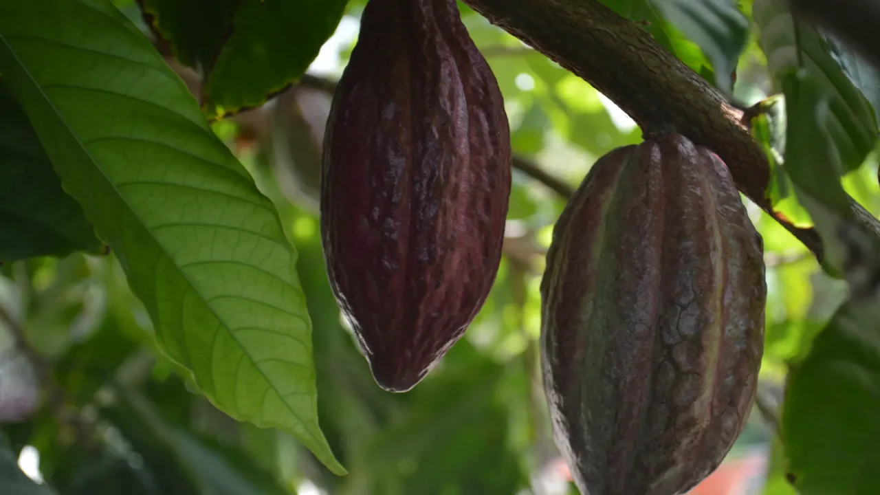 Illustrative photograph. It does not confirm the identity of any person mentioned in the article. Close-up of ripe cocoa pods hanging on a tree branch in a lush tropical environment.