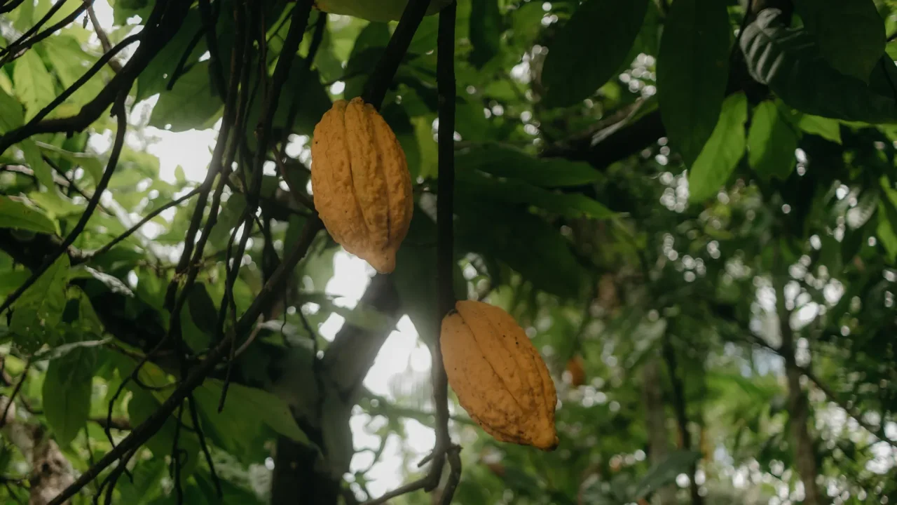 Illustrative photograph. It does not confirm the identity of any person mentioned in the article. Vibrant cacao pods growing amidst lush green leaves in a serene tropical forest.