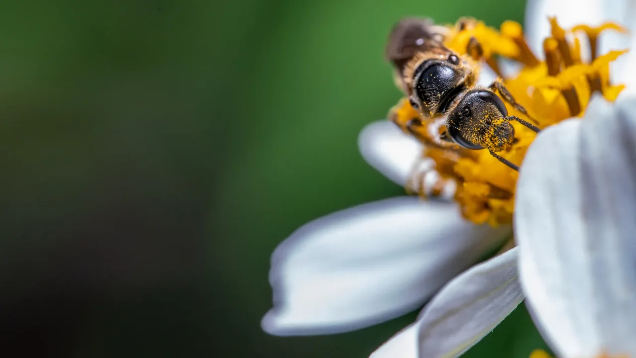 Illustrative photograph. It does not confirm the identity of any person mentioned in the article. Close-up macro shot of a bee pollinating a vibrant white flower.