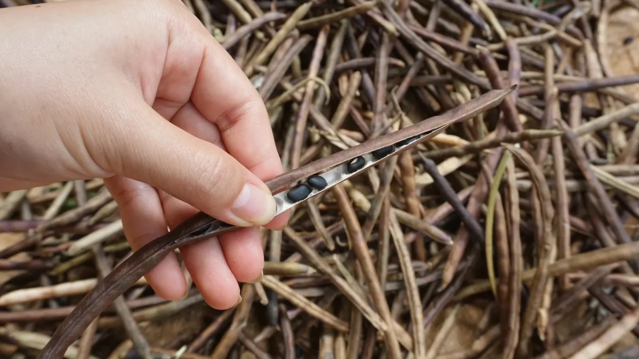 Illustrative photograph. It does not confirm the identity of any person mentioned in the article. A hand opens a bean pod revealing seeds, with a background of pods outdoors.