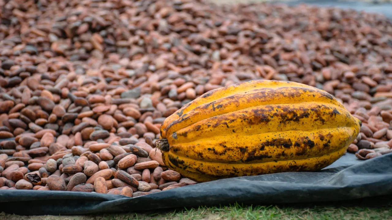 Illustrative photograph. It does not confirm the identity of any person mentioned in the article. A detailed image of a cacao pod and beans drying outdoors in a Colombian plantation.