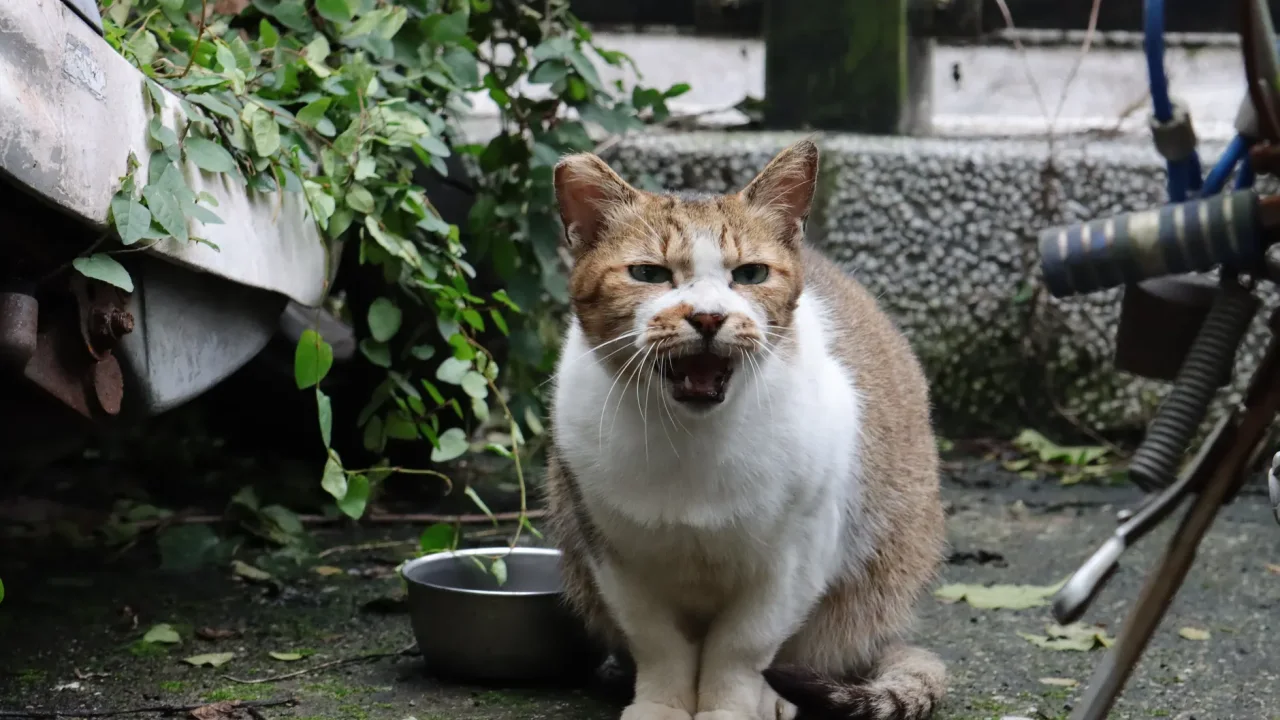 Illustrative photograph. It does not confirm the identity of any person mentioned in the article. A stray cat meows near a metal bowl in an urban outdoor setting with plants.