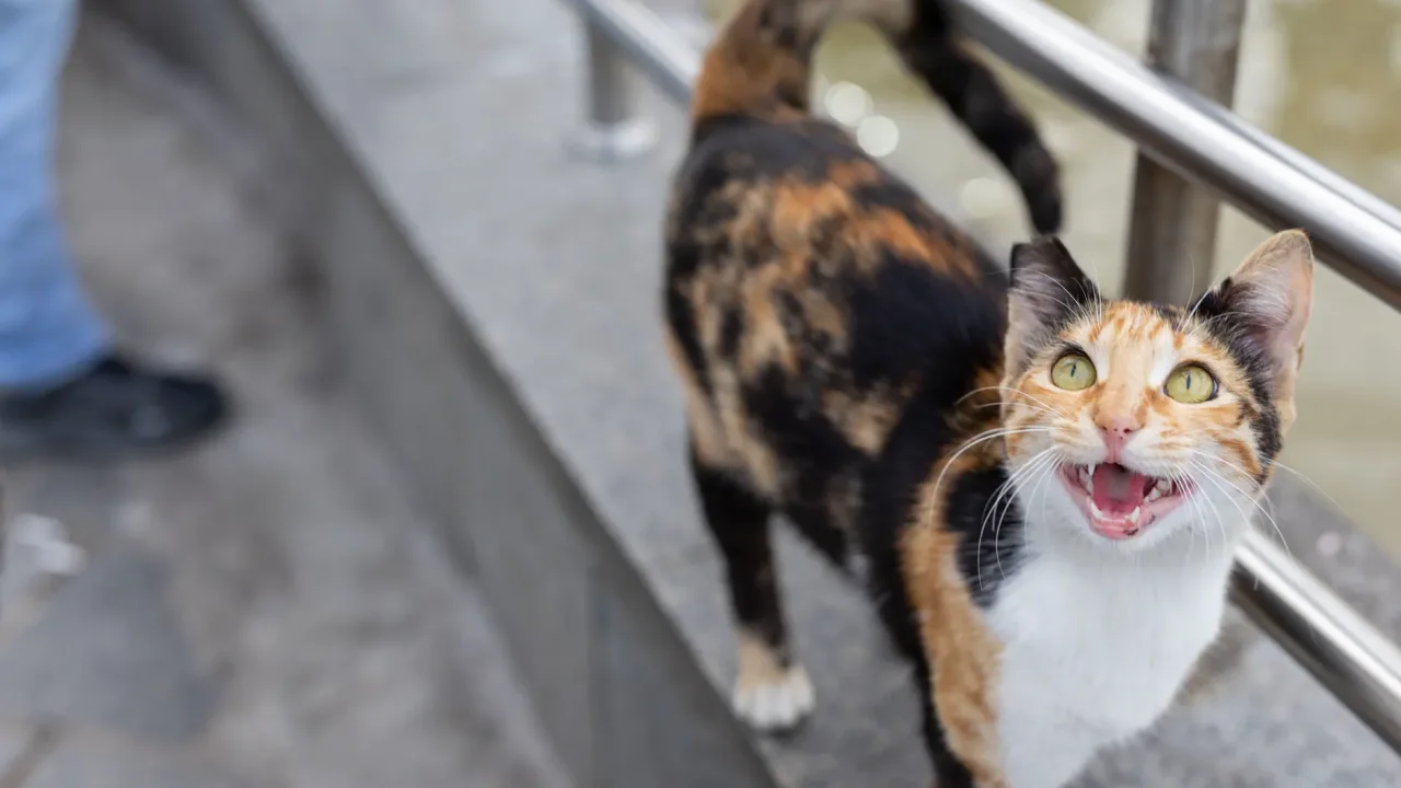 Illustrative photograph. It does not confirm the identity of any person mentioned in the article. Curious calico cat meowing while standing on a railing in İstanbul's vibrant streets.