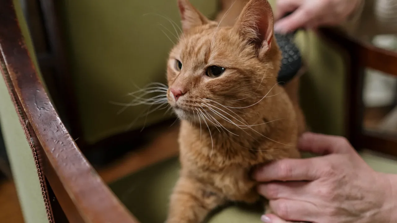Illustrative photograph. It does not confirm the identity of any person mentioned in the article. A ginger cat enjoys being brushed on a comfortable upholstered armchair indoors.