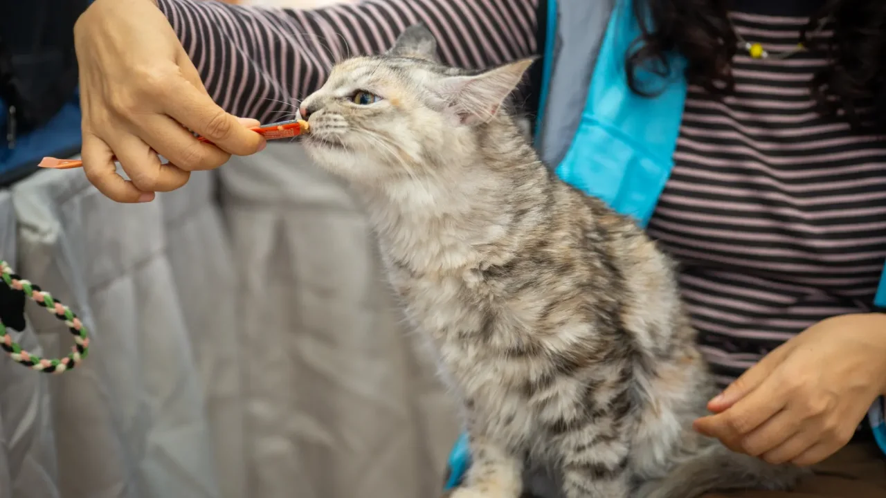 Illustrative photograph. It does not confirm the identity of any person mentioned in the article. A fluffy cat eagerly eats a treat offered by its owner indoors, creating a cozy and joyful scene.