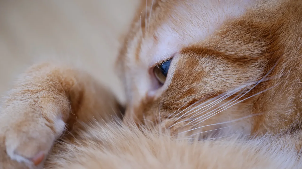 Illustrative photograph. It does not confirm the identity of any person mentioned in the article. Adorable ginger cat resting comfortably in a cozy setting. Perfect image for pet lovers.