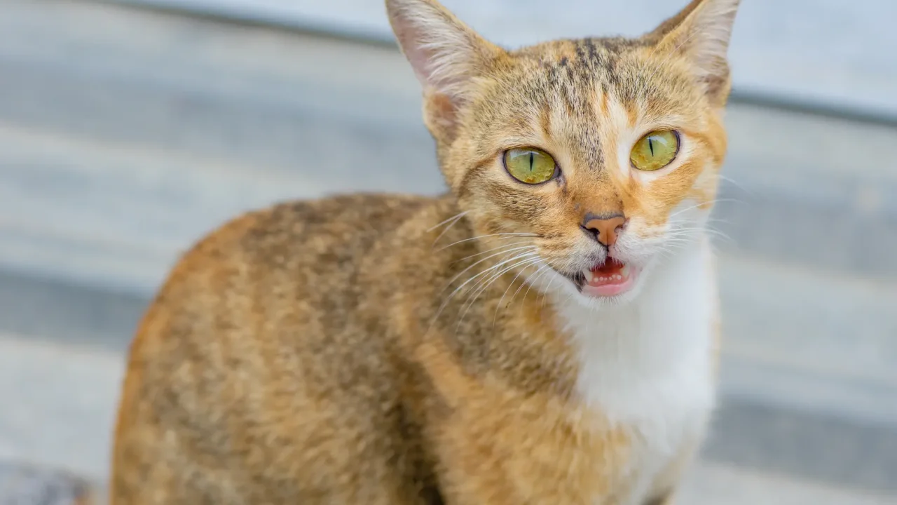 Illustrative photograph. It does not confirm the identity of any person mentioned in the article. High-quality close-up of a curious domestic cat with striking yellow eyes and patterned fur.