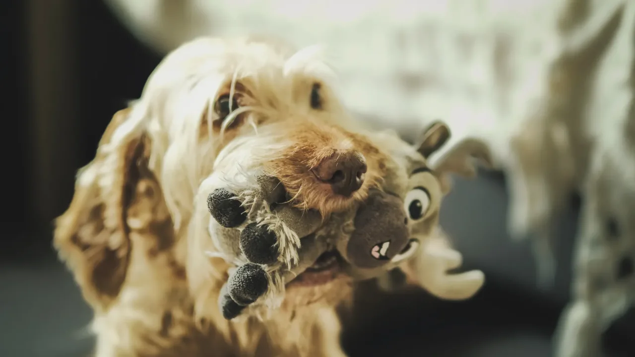 Illustrative photograph. It does not confirm the identity of any person mentioned in the article. Cute dog with a fluffy coat playing with a plush toy indoors, showcasing fun and playful behavior.