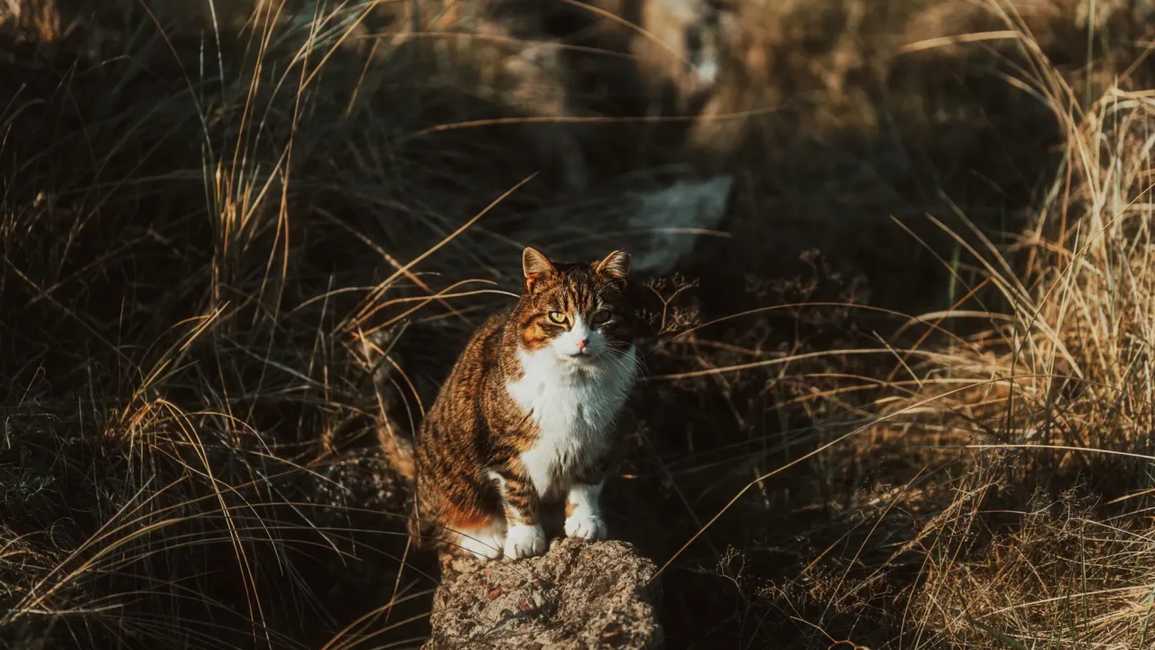 Illustrative photograph. It does not confirm the identity of any person mentioned in the article. A cute domestic cat sitting amid dry grass under sunlight, enjoying nature's warmth.