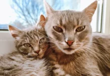 Do farejo às interações em casa, cães e gatos são menos parecidos do que parecem Illustrative photograph. It does not confirm the identity of any person mentioned in the article. Two fluffy tabby cats cuddling together by a window, showcasing their cute and cozy bond.