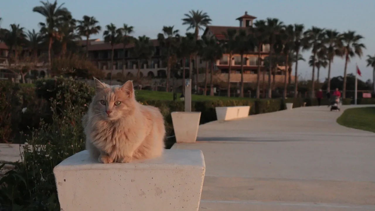 Illustrative photograph. It does not confirm the identity of any person mentioned in the article. A fluffy cat perches on a stone post along a palm-lined walkway in Cyprus, during sunset.