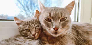 Do farejo às interações em casa, cães e gatos são menos parecidos do que parecem Illustrative photograph. It does not confirm the identity of any person mentioned in the article. Two fluffy tabby cats cuddling together by a window, showcasing their cute and cozy bond.