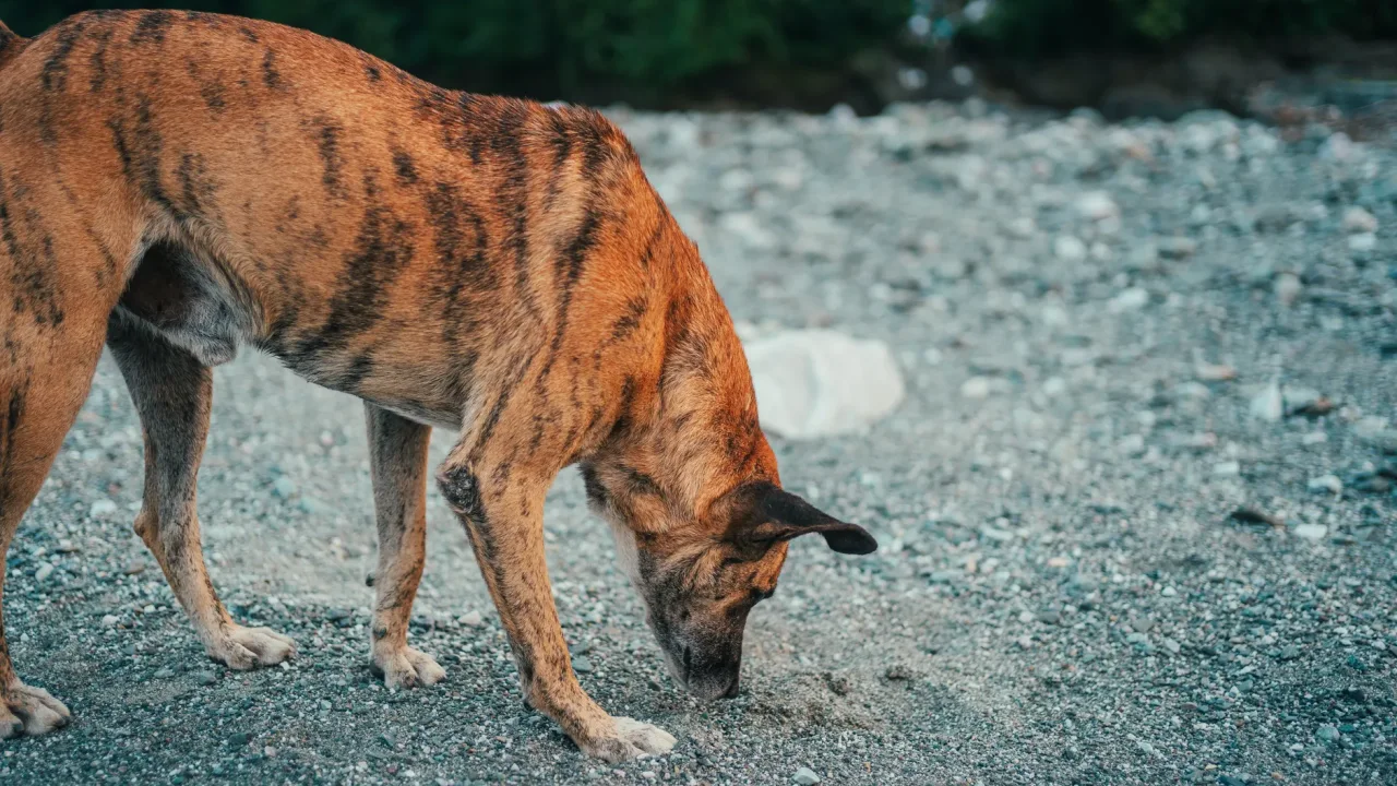 Illustrative photograph. It does not confirm the identity of any person mentioned in the article. A brown brindle dog sniffs the ground on a rocky outdoor terrain during the day.
