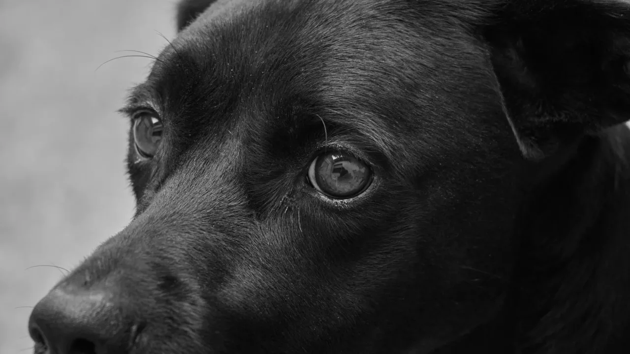 Illustrative photograph. It does not confirm the identity of any person mentioned in the article. Black and white portrait of a black dog focusing on its expressive eyes.
