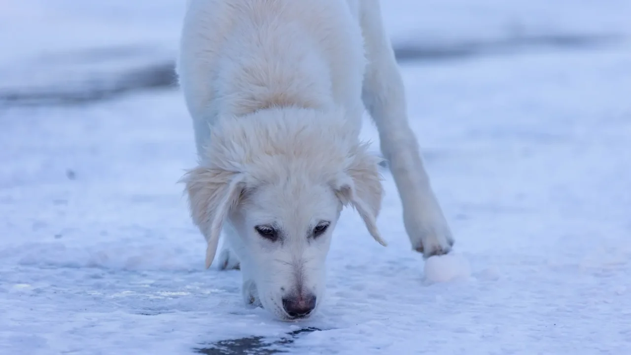 Illustrative photograph. It does not confirm the identity of any person mentioned in the article. A white dog is curiously sniffing the snow covered ground, capturing a playful winter moment.