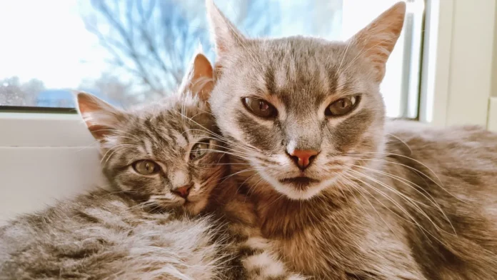 do-farejo-as-interacoes-em-casa-caes-e-gatos-sao-menos-parecidos-do-que-parecem Illustrative photograph. It does not confirm the identity of any person mentioned in the article. Two fluffy tabby cats cuddling together by a window, showcasing their cute and cozy bond.