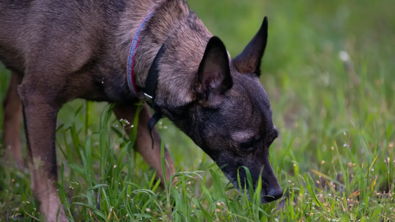 Illustrative photograph. It does not confirm the identity of any person mentioned in the article. A dog with collar sniffing the vibrant green grass outdoors during the day.