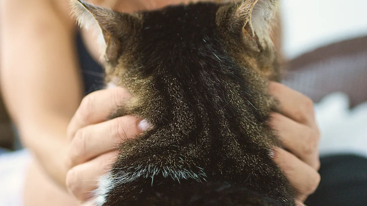 Illustrative photograph. It does not confirm the identity of any person mentioned in the article. A cozy moment showing a person gently petting a domestic cat, emphasizing companionship and comfort.