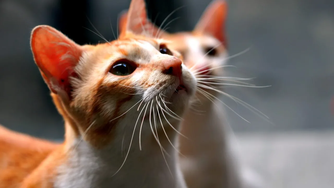 Illustrative photograph. It does not confirm the identity of any person mentioned in the article. Two ginger and white cats with prominent whiskers, captured in a close-up shot.